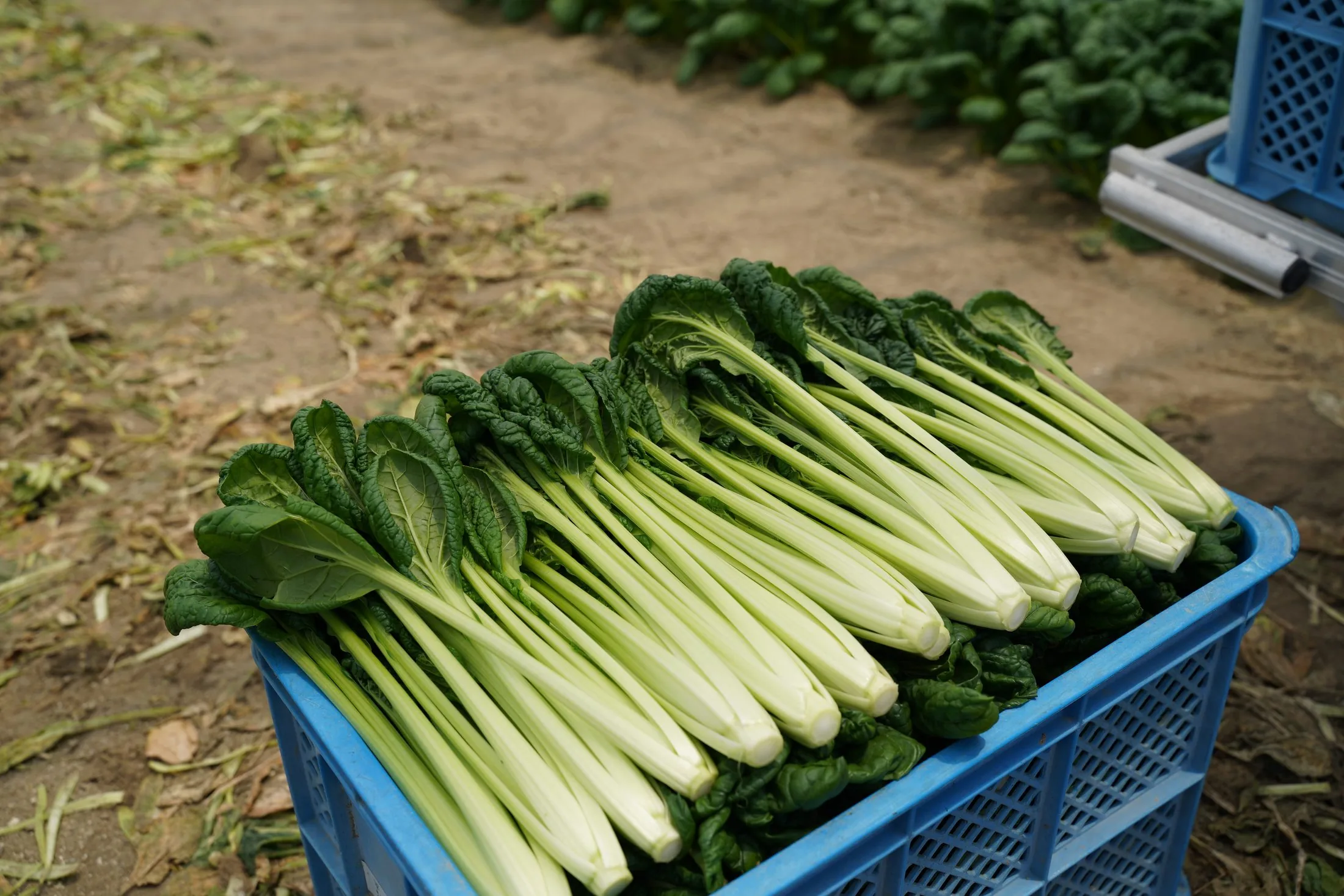 収穫したばかりの青物野菜