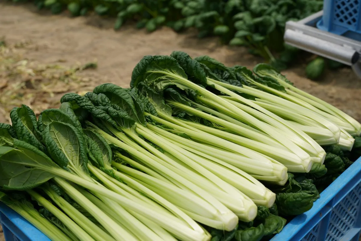 収穫してコンテナに並べた青物野菜