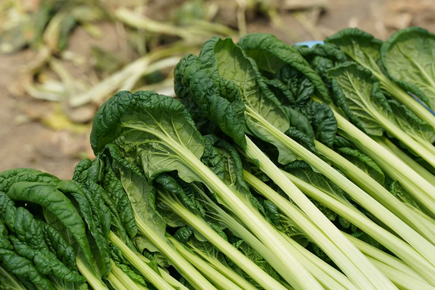 収穫したばかりの青物野菜