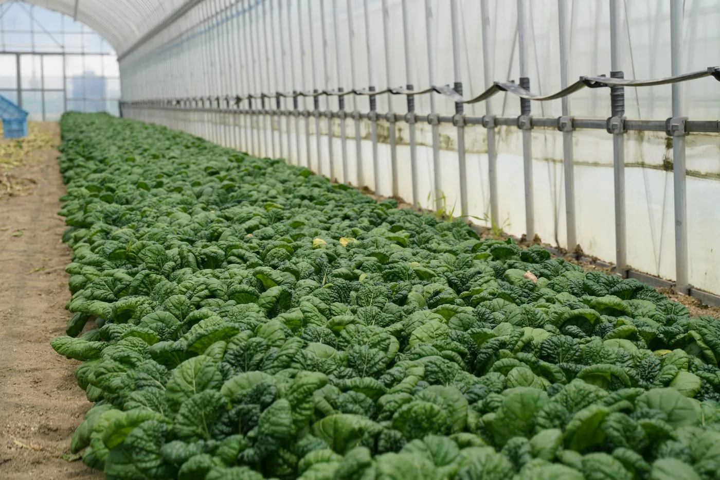 ビニールハウスの中で育つ青物野菜