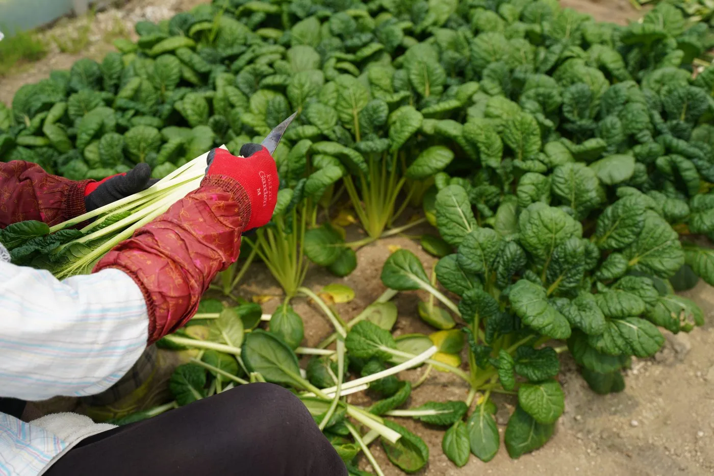 ハウスの中で青物野菜を手で収穫しているところ