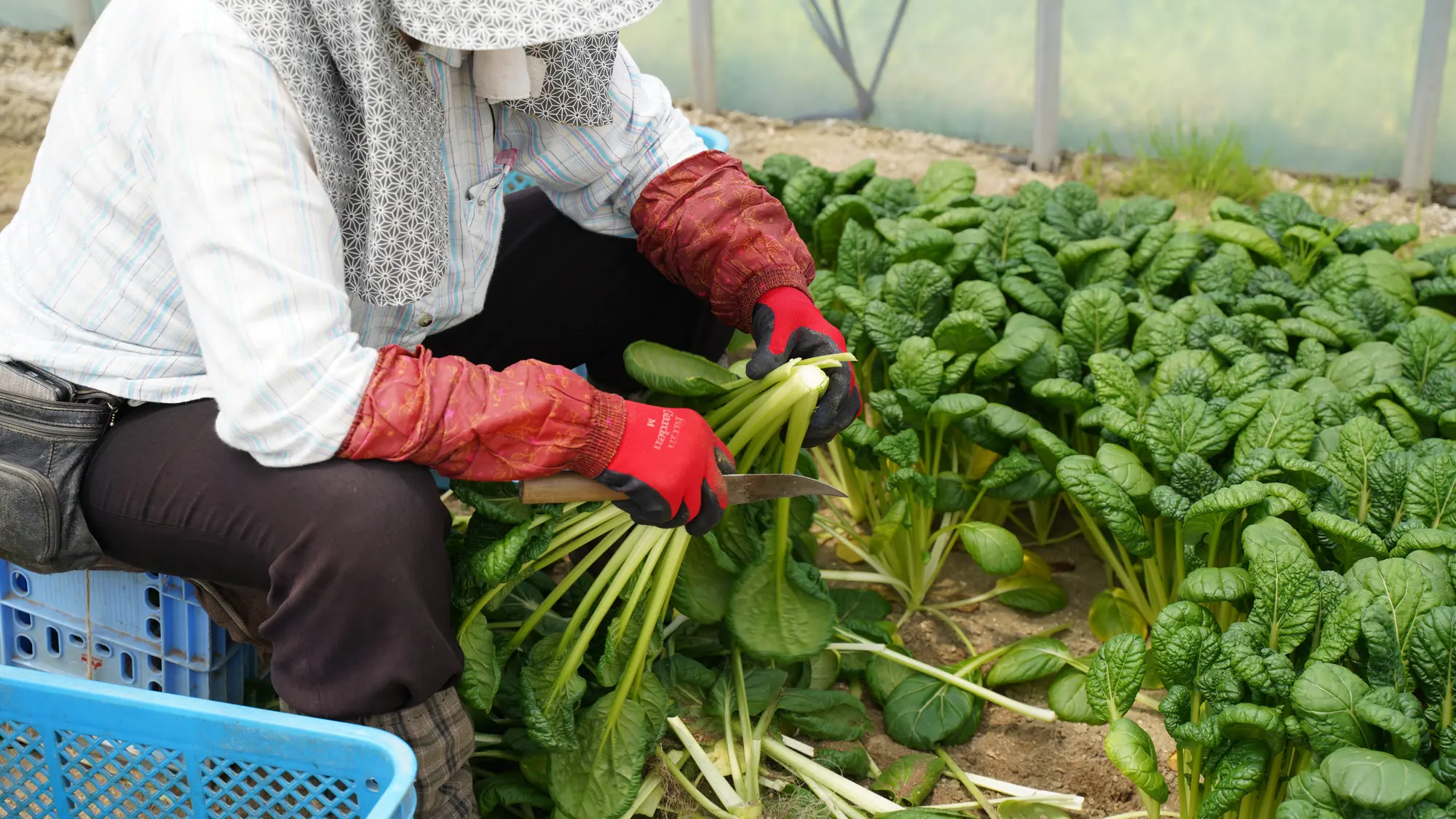 育った青物野菜を一株ずつ手で刈り取っているところ