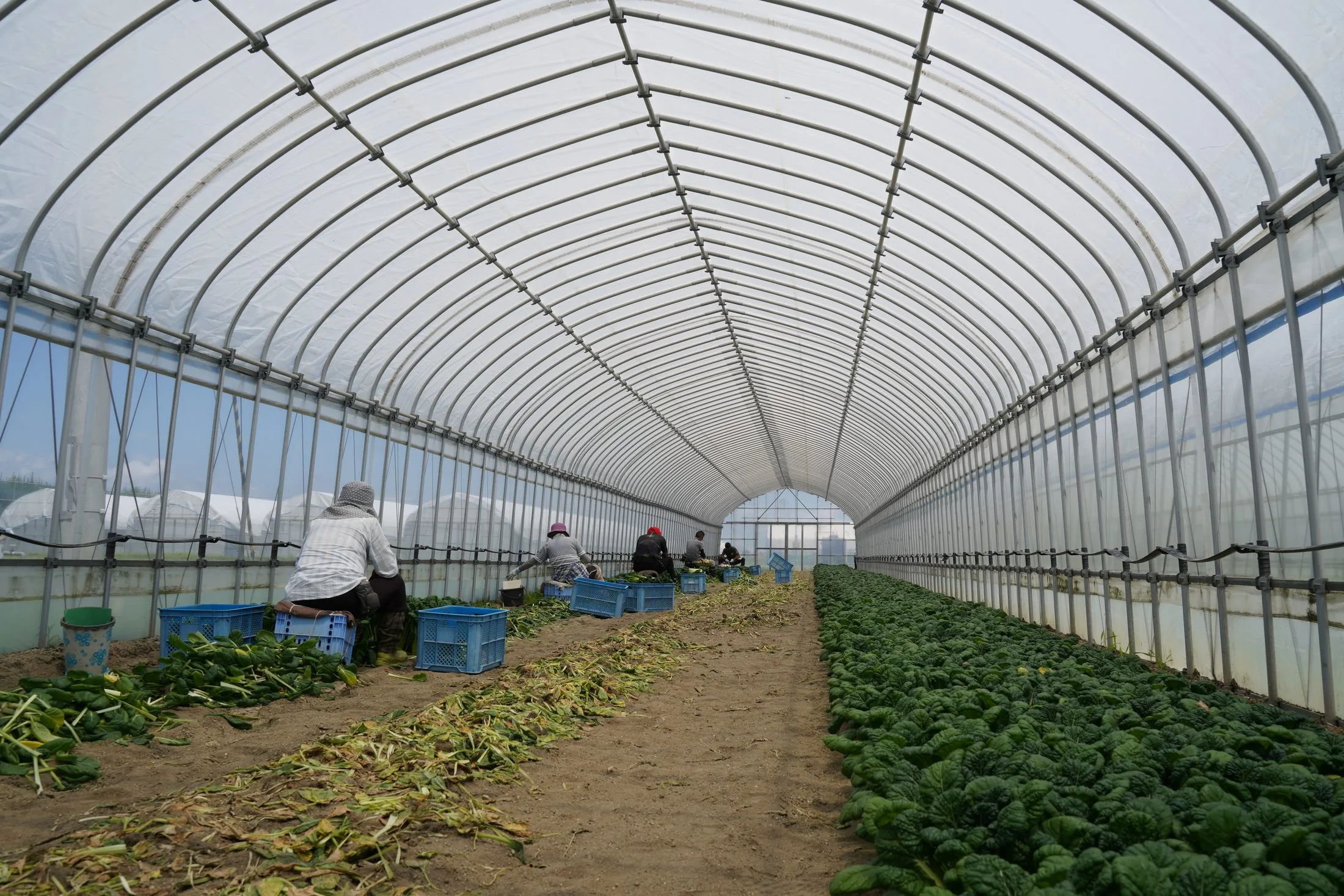 ハウスの中で青物野菜を収穫する名取北釜ファームの作業風景