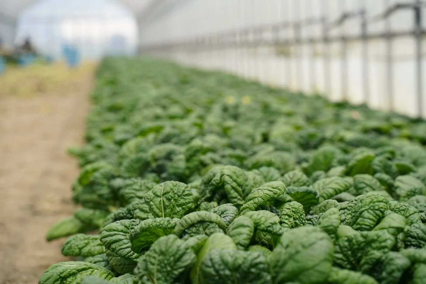 ビニールハウスの中で一面に育つ青物野菜