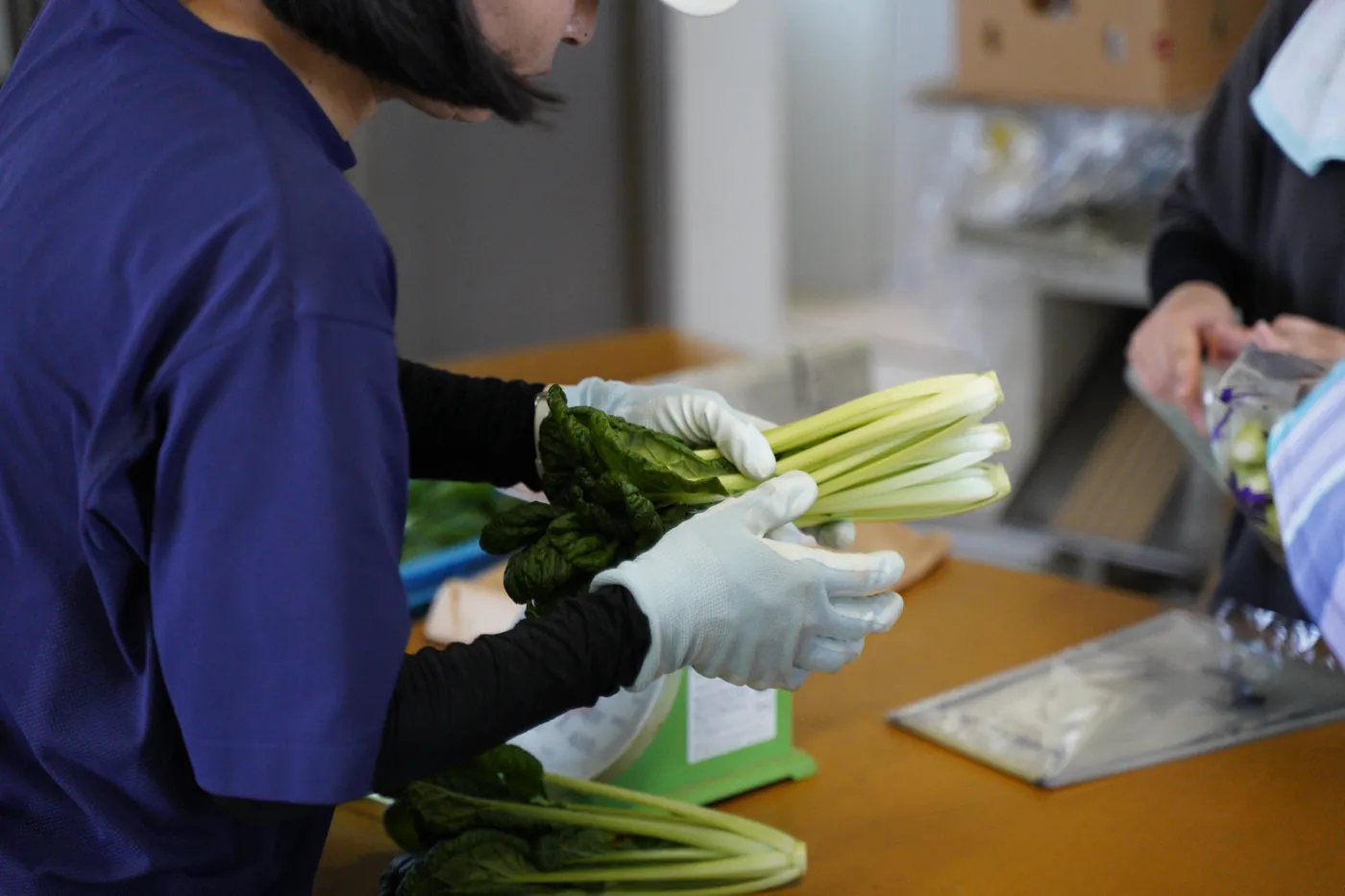 収穫した青物野菜を一束ずつ調製するスタッフの手元